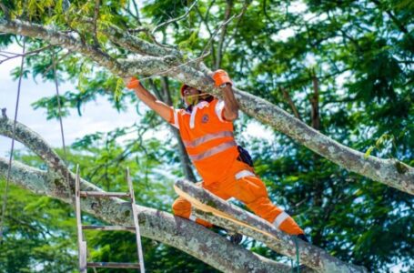 Protección Civil remueve árbol que cayó en una iglesia de Ciudad Delgado
