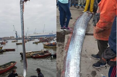 Capturan en Chile a pez remo de unos 6 metros, que presagia tsunamis