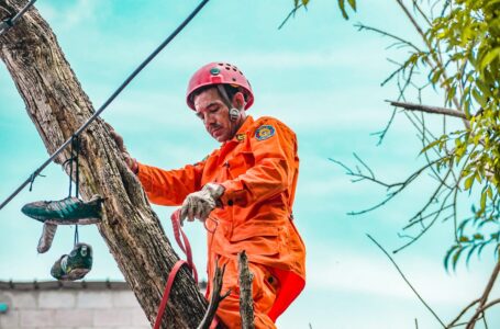 Bomberos talan árbol que estaba por caer en vivienda en San Salvador