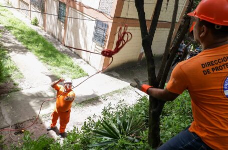 Protección Civil tala árboles que arriesgan la vida de la población en San Salvador