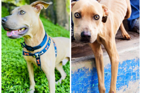 Bienestar Animal resalta recuperación de un perrito rescatado con alto grado de desnutrición