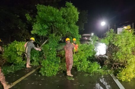 Fuerza Armada removió árbol caído en carretera de Lourdes a San Salvador