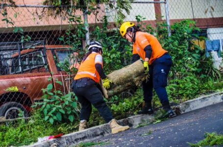 Lluvias de este año ya causaron la caída de 353 árboles: Protección Civil