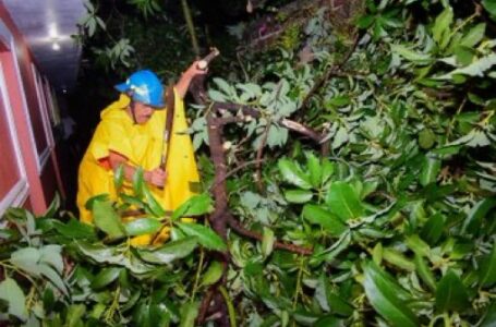 Desalojan árboles caídos en Soyapango y San Vicente