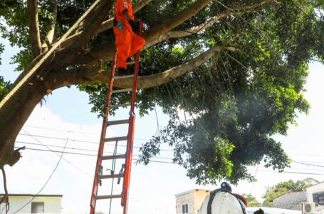 Jornada de mitigación de descopado de árboles se realizó en La Cima y otros puntos de país