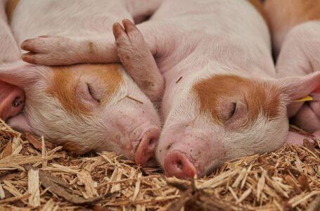 Sale a la luz estudio sobre resucitación de órganos muertos de cerdos