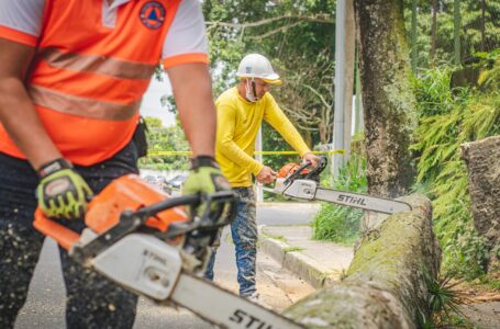 Protección Civil previene daños a viviendas con poda de más de 1,800 árboles