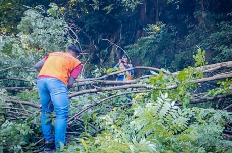 Protección Civil realiza limpieza de árboles en diferentes puntos del país