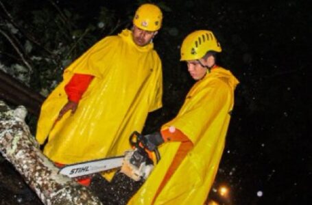 Bomberos y Protección Civil remueven árboles caídos por lluvias