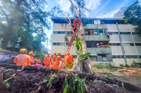 Jornada de mitigación de riesgo de Protección Civil ha descopado y removido 576 árboles
