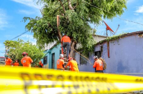 Protección Civil tala y poda árboles para prevenir emergencias con las lluvias