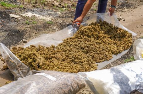 PNC destruye cargamento de droga con alto valor comercial