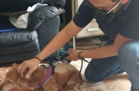Descartan maltrato animal en una vivienda de Santa Ana