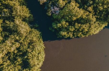 Bahía de Jiquilisco alberga a más de la mitad de los manglares de El Salvador
