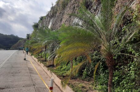 MOP Verde avanza en la siembra de palmeras en Camino a Surf City