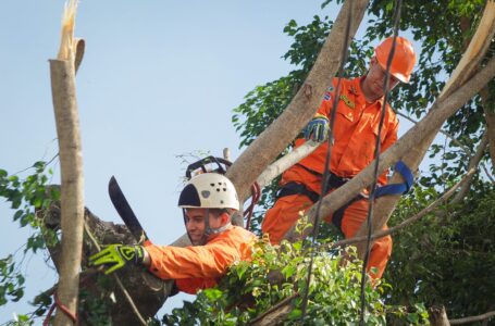 Podan árboles en comunidad Darío González para evitar que dañen viviendas durante lluvias
