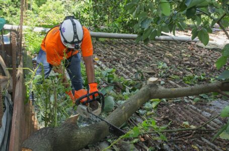 Protección Civil tala tres árboles derribados por las lluvias en varios puntos del país