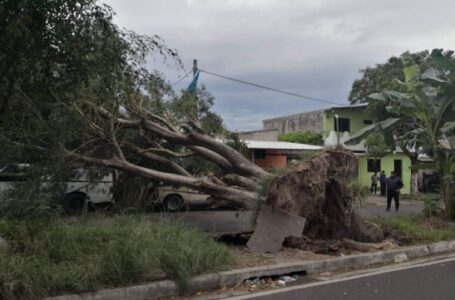 Obras Públicas atiende caída de árbol en Bulevar Las Pavas, Ilopango