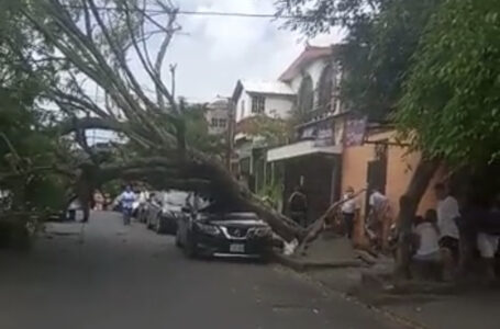 Protección Civil desaloja árbol en Jardines del Volcán, en Ciudad Merliot