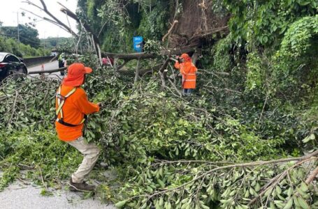 MOP desaloja ramas de árbol en carretera al puerto de La Libertad