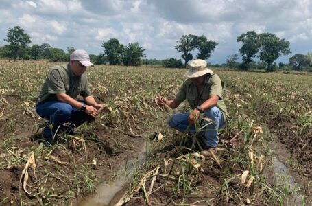 Técnicos del Centa evalúan daños en cultivos de Zapotitán y Chirilagua