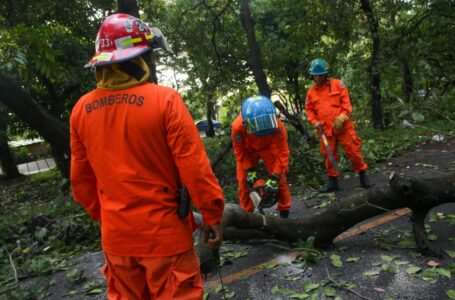 Bomberos efectúa corte y limpieza de árboles