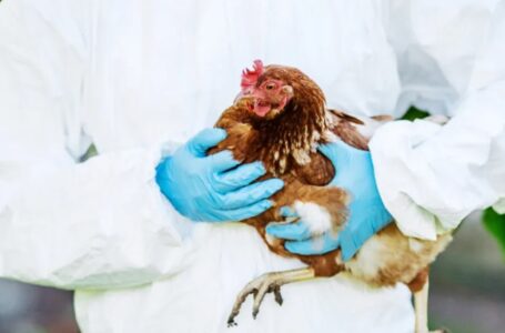 Europa sufre la peor epidemia de gripe aviar