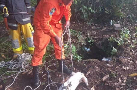 Bomberos rescatan a perro que cayó a un pozo de unos 15 metros