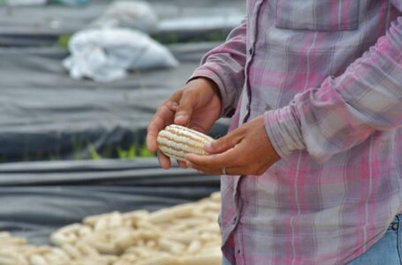 Agricultura lanza proyecto para incrementar producción de maíz blanco