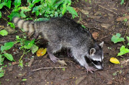 Medio Ambiente libera 4 especies de animales en su hábitat natural