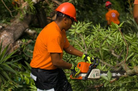 Protección Civil continúa jornadas de descopado de árboles para prevenir daños