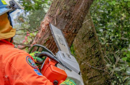 Podan árboles sostenidos en cables de telefonía de Chalatenango