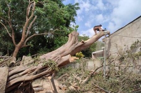 Personal de la alcaldía de Zaragoza y Bomberos talan árbol que obstruía paso a varias comunidades