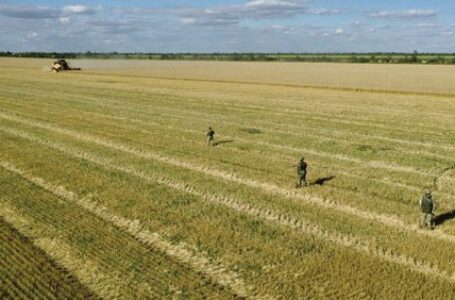 Caen precios de trigo y arroz en mercados mundiales tras retorno de Rusia al acuerdo del Mar Negro