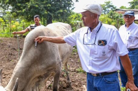 MAG inaugura programa de vacunación y vitaminización de ganado en Tecoluca