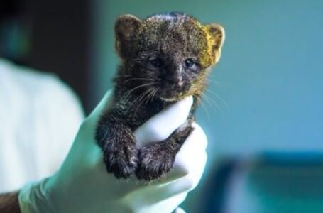 Clínica de Medio Ambiente atiende cría de gato Zonto localizado por particulares