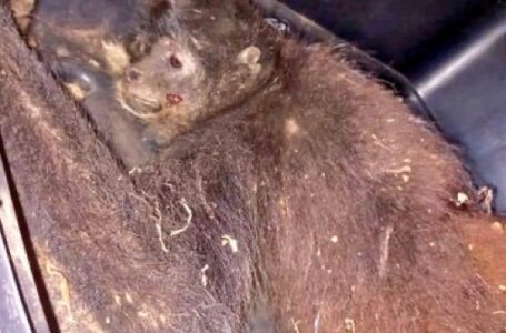 Rescatan mono araña que cayó de un árbol en Usulután
