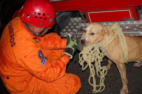 Bomberos rescatan a canino del fondo de la quebrada El Arenal, colonia IVU