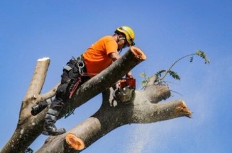 Podan árbol que amenazaba caer sobre viviendas de Mejicanos