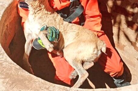 Bomberos rescata a canino tras caer en pozo de 24 metros