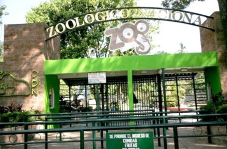 Realizan primer traslado internacional de especies del ex Parque Zoológico Nacional