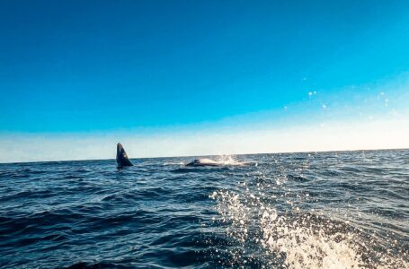 VIDEO: Reportan avistamiento de dos ballenas en playa El Sunzal