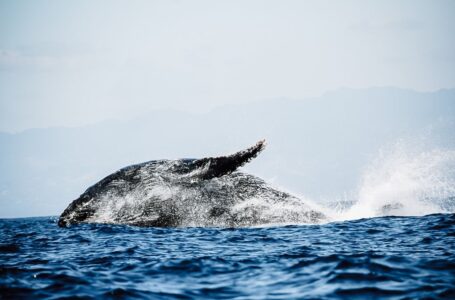 Ballenas jorobas prefieren el Área Natural Protegida y Sitio Ramsar Complejo Los Cóbanos de El Salvador
