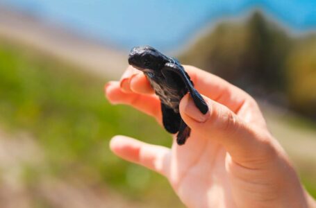 Realizan nueva jornada de liberación de tortugas prietas