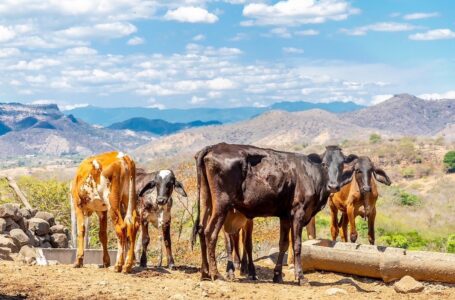Agricultura capacita ganaderos en inseminación de bovinos para mejorar producción de leche y carne