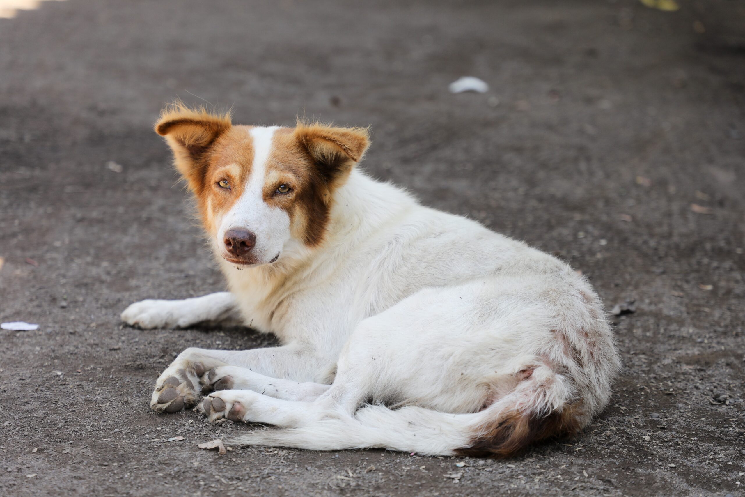 Bienestar Animal investiga envenenamiento de perros en Concepción Batres, Usulután