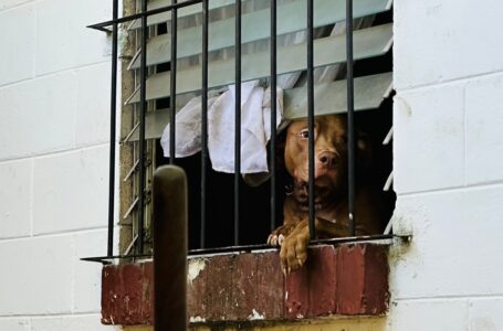 Rescatan a perros abandonados en una vivienda y amarrados con alambre de púas