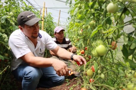 Al rededor de 340 familias se benefician con cultivo de tomate ‘CENTA Cuscatlán’ en el oriente del país