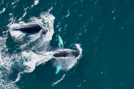 Continúa el avistamiento de ballenas en el área de Los Cóbanos, en Sonsonate