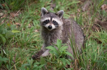 Colocan jaulas trampas para atrapar mapaches en una colonia de Soyapango